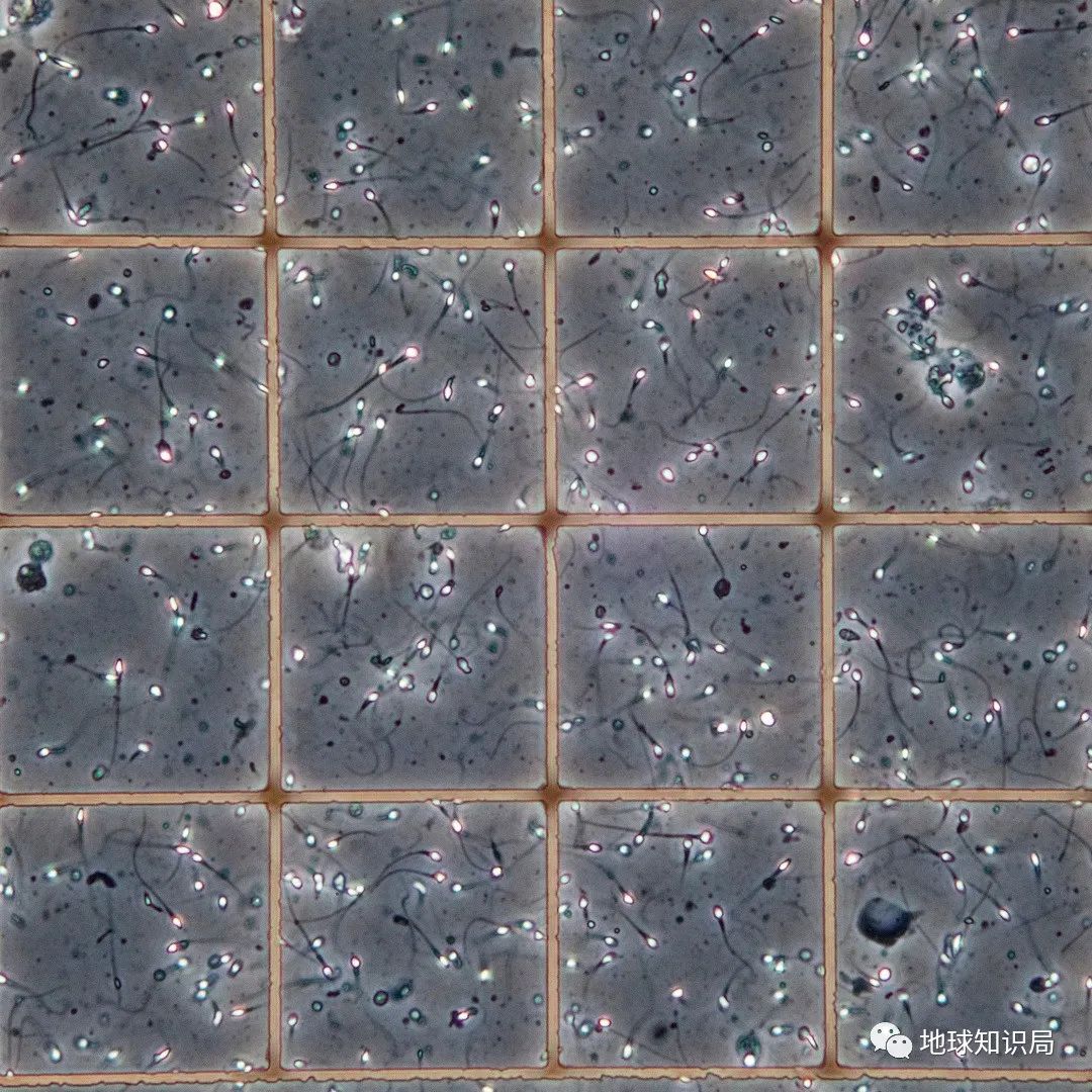 男子精子断崖式下降,男精子数量