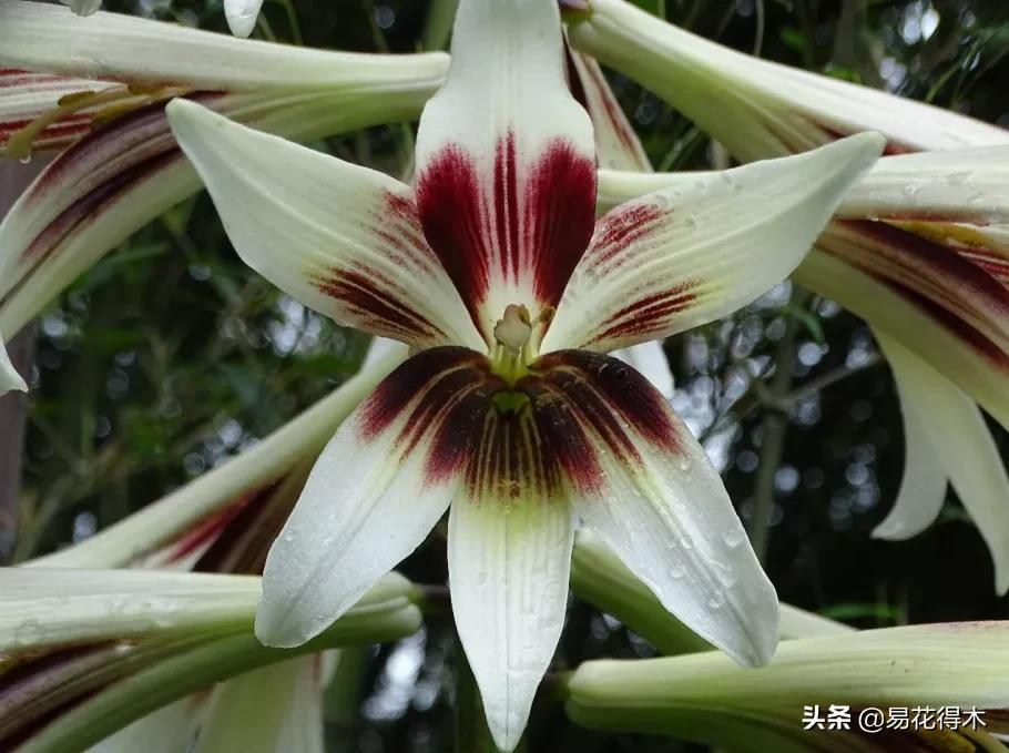不可思议！高达两米壮观美丽的“百合王子”——大百合