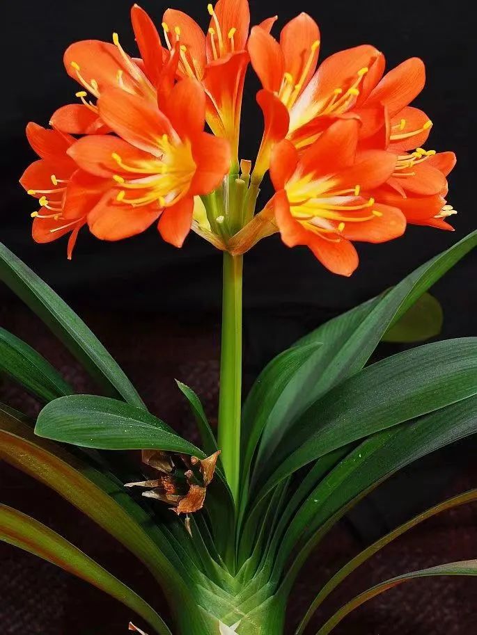 十二生肖绿植招财篇,漂亮吉祥招财进宝的花草植物图片