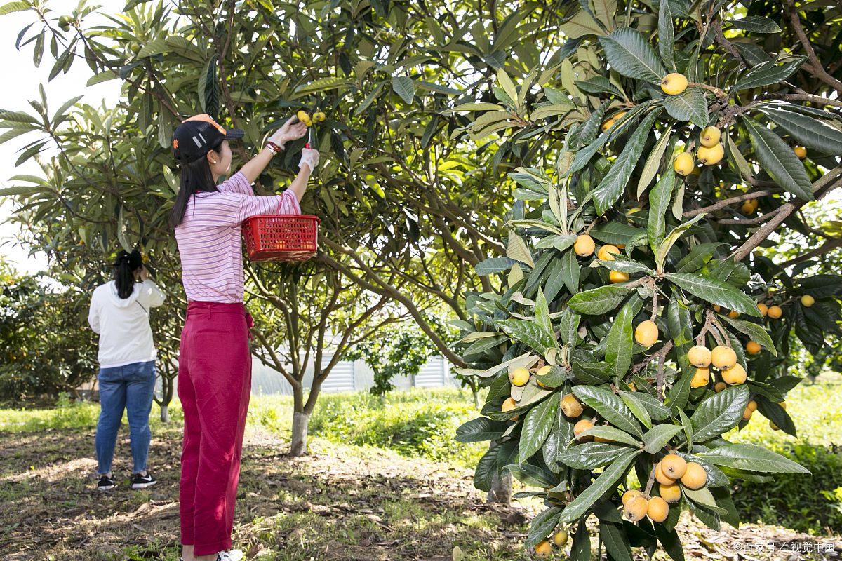 浙江十大手工艺特产必买清单,浙江台州特产有哪些值得带