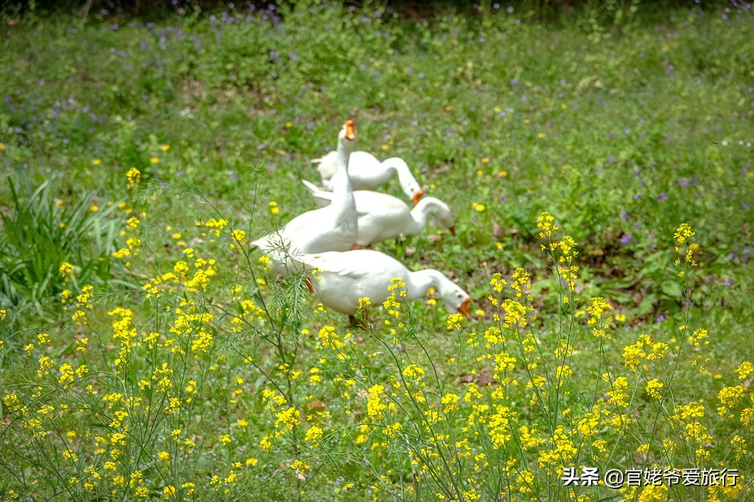 武汉黄陂茶谷风景区,武汉市黄陂区后花园