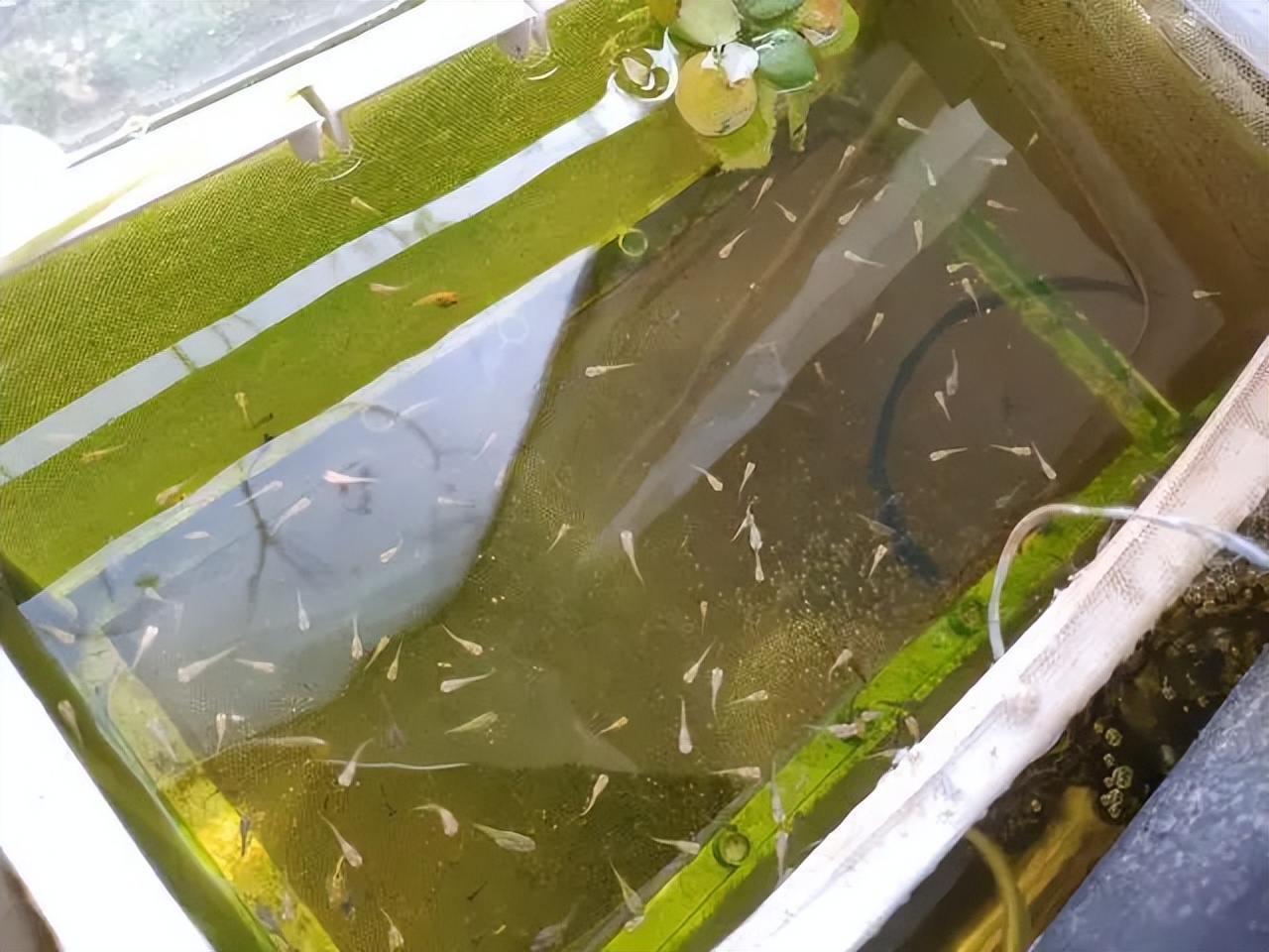 古法养鱼孔雀鱼繁殖,孔雀鱼怎么饲养才好养活