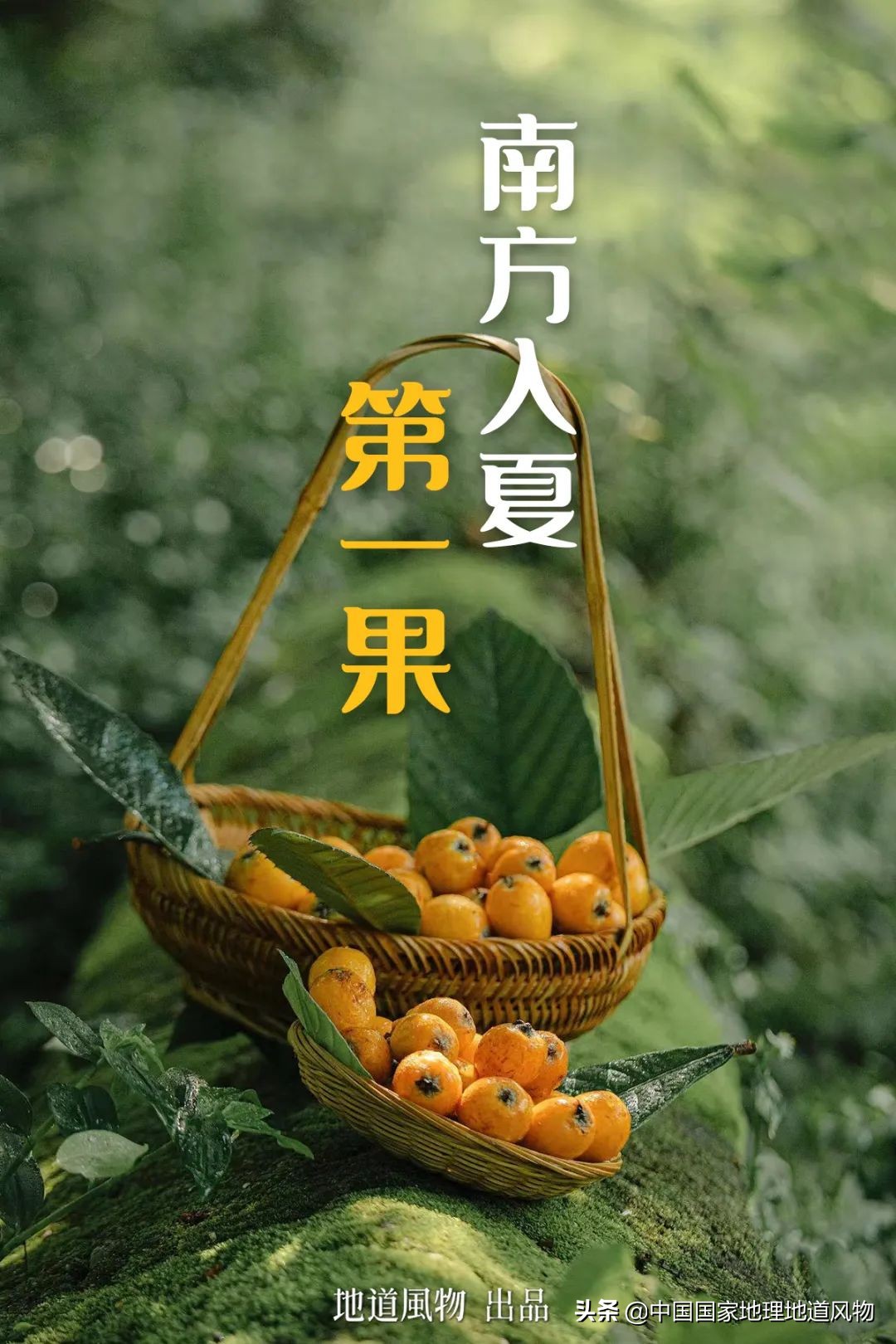 北方人认识枇杷吗,南方人有多爱嗦粉