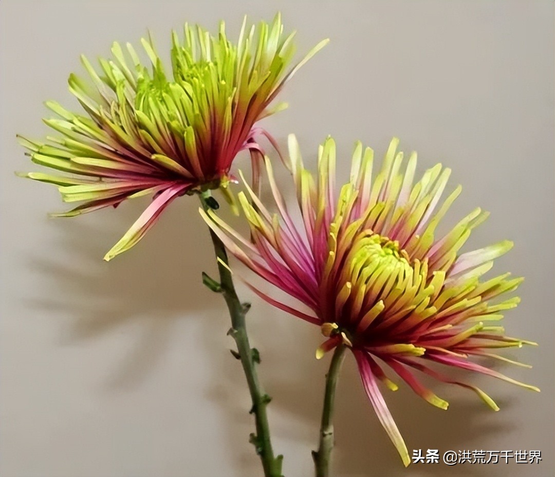 中国十大稀有珍贵菊花品种图片,一年四季开花的菊花有哪些品种
