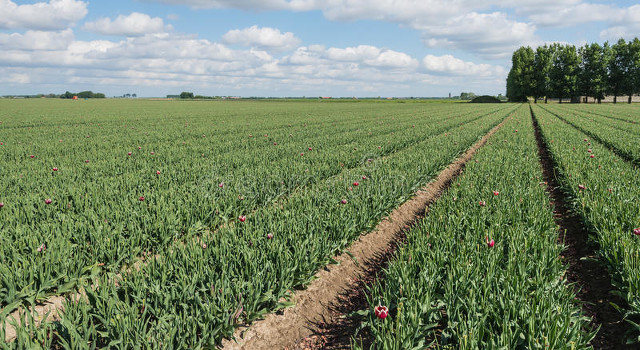 全球气候变化对农业的影响和对策,气候变化对农业生产的影响