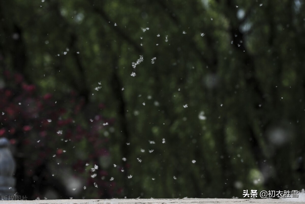 杨花古诗句,最美杨花古诗词句摘抄