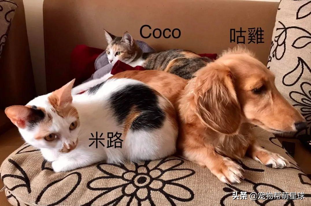 说好的爱吃肉肉，没想到养狗狗还费菜