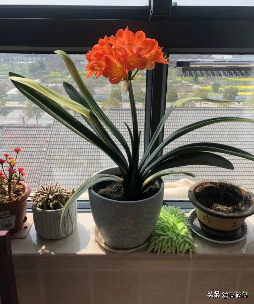 贵州省的省花叫什么名,贵州各个县的县花