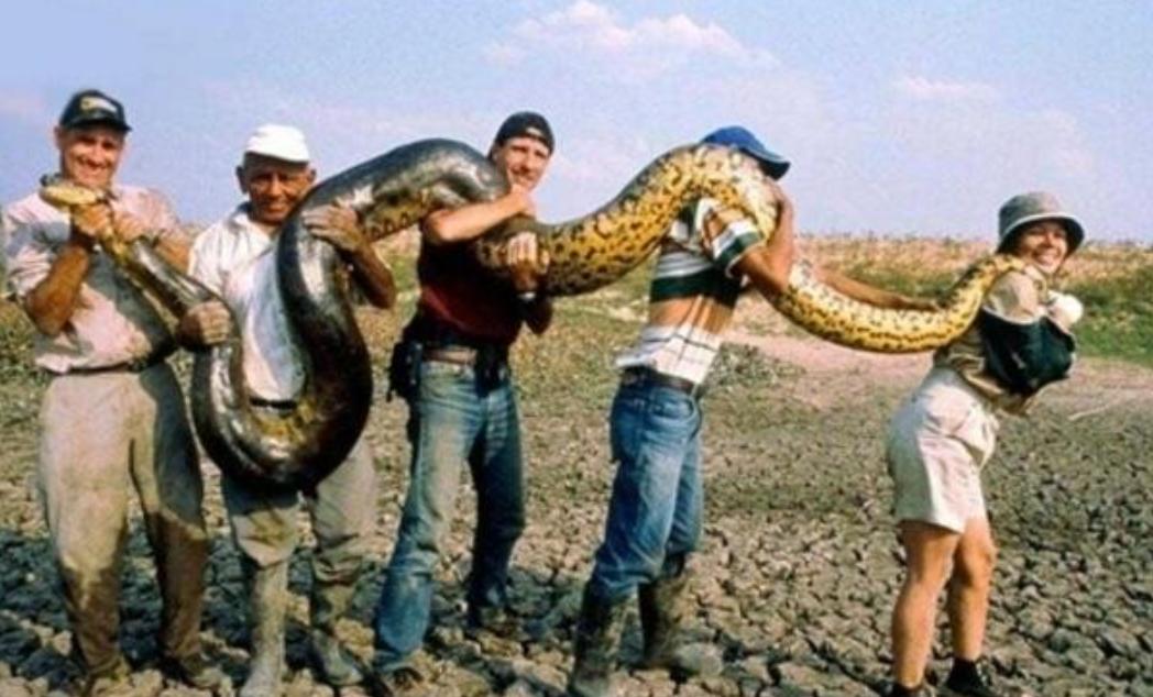 如果在野外遇到森蚺怎么办,亚马逊森蚺真的能生吞活人吗