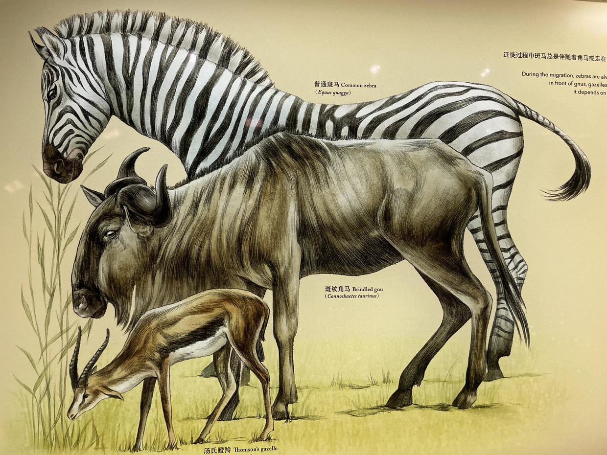 上海自然博物馆参观攻略,上海值得看的自然博物馆