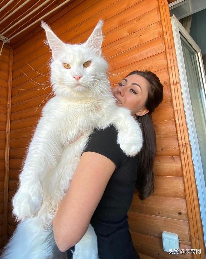 俄罗斯大块头猫咪,来自俄罗斯的猫