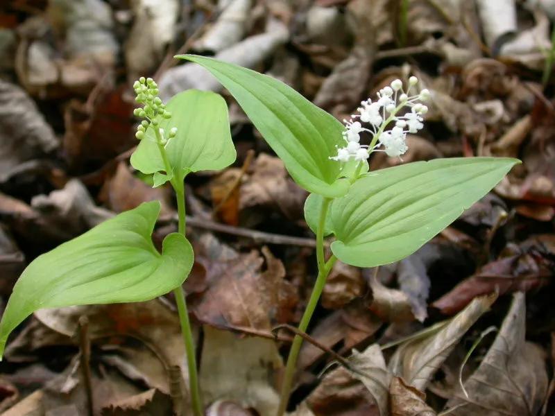 100种迷人的“数字花”,从零到一百万,真是太神奇了