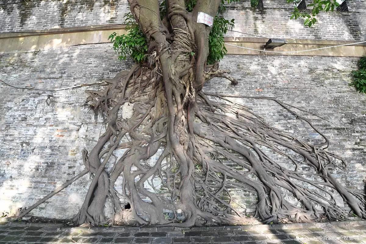 铲除墙壁上长出来的榕树方法,榕树长在墙壁上了怎么办
