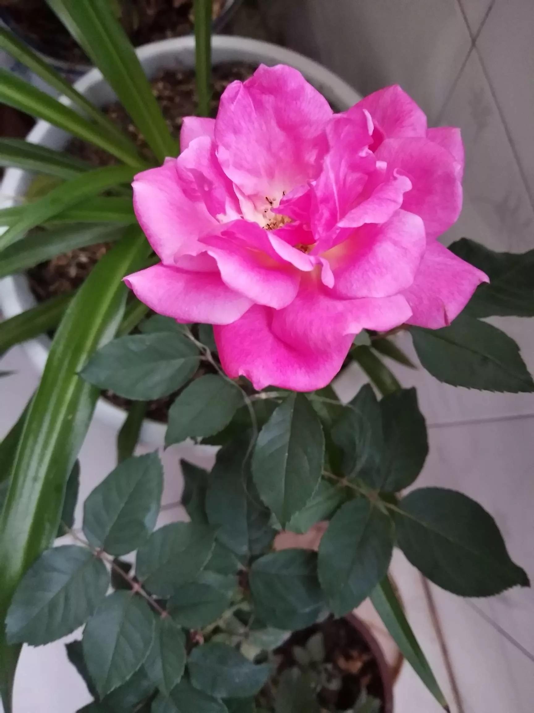 月季品种醉花,月季品种大全及图片欣赏