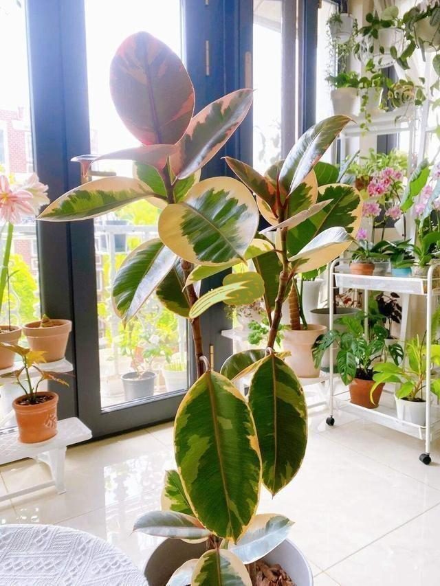 摆在家里最旺的十种花,什么花摆放卧室好养又好看