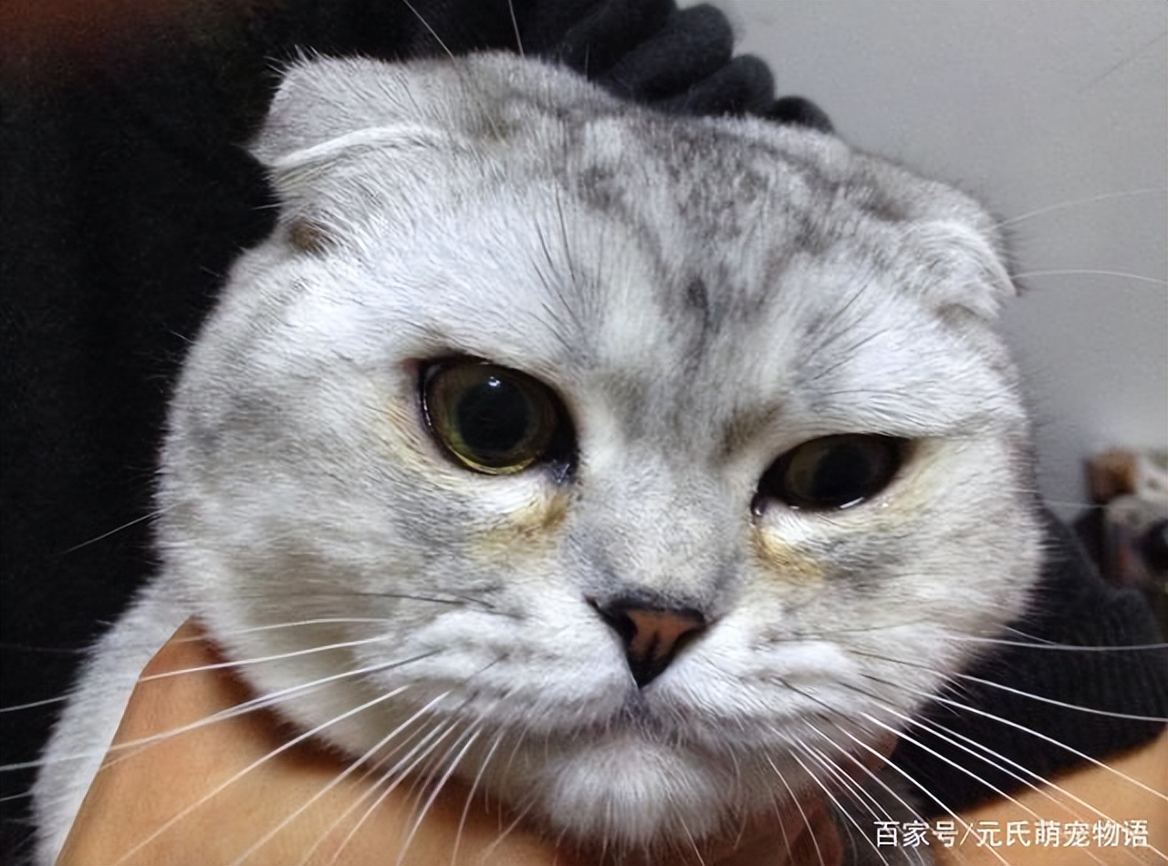 哪些原因会导致猫咪眼屎增多,猫咪泪痕眼屎多严重的话会得病吗