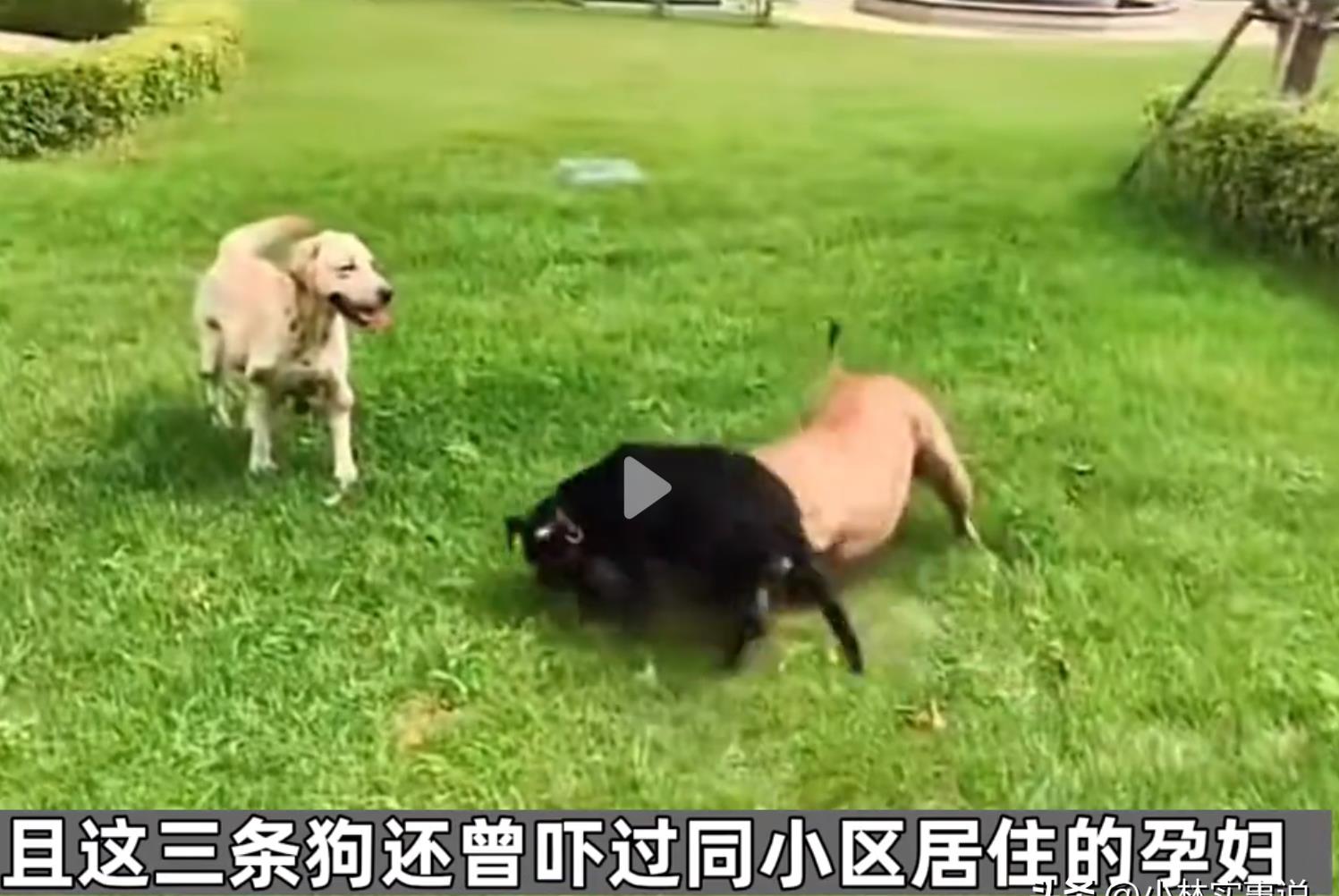 追寻犬神泰山麦兜，市中心探秘异域巴顿！