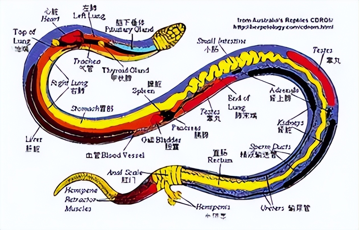 如果你突然被蛇吞下，能否划开蛇肚出逃？科学家作死实验走进蛇窝