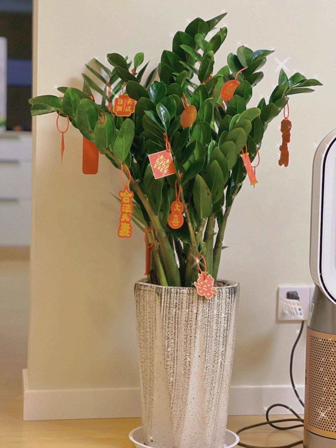 金钱树浇什么水能使叶子油绿旺盛,金钱树新枝长得油绿老枝叶片发黄