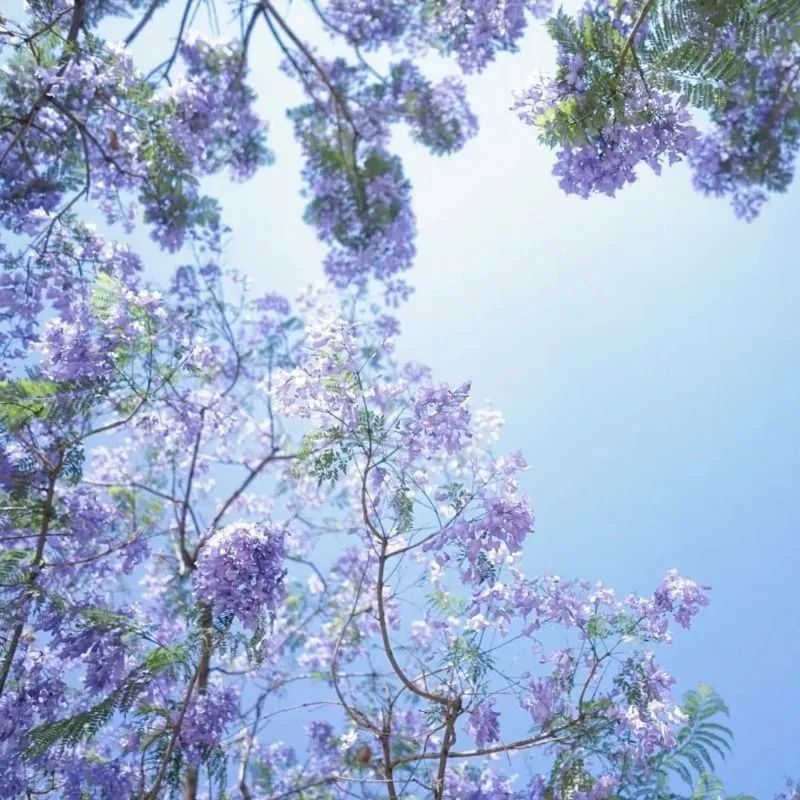 云游|赏“花枝不断四时春”,邂逅云南生活的专属浪漫