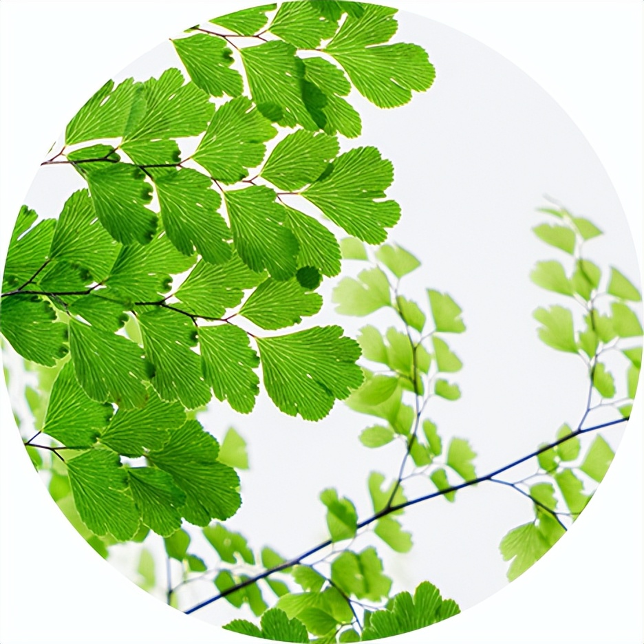 【我喜欢的小动物】王淑迪《我的动物朋友——小仓鼠》（三十六）