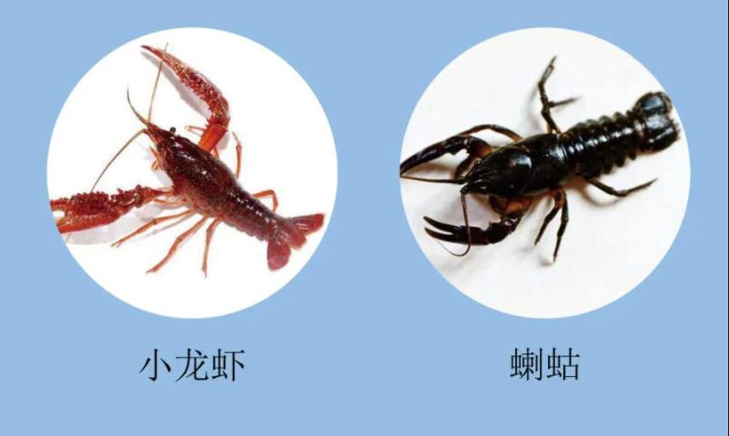 原来龙虾有这么多种你吃过哪些呢,蝲蛄和小龙虾的区别哪个好吃