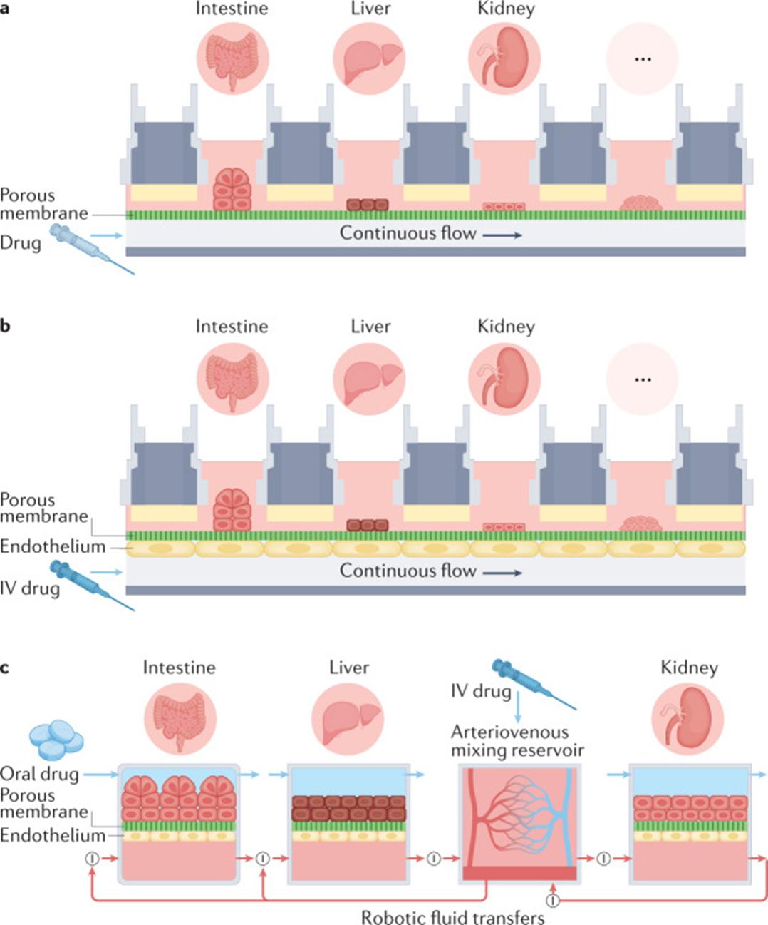 用于疾病建模、药物开发和个性化医疗的*体器人官**芯片