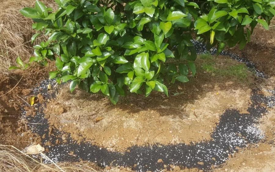 果树施肥有奇招，晚熟杂柑的“3+2施肥方案”，年年丰产不用愁