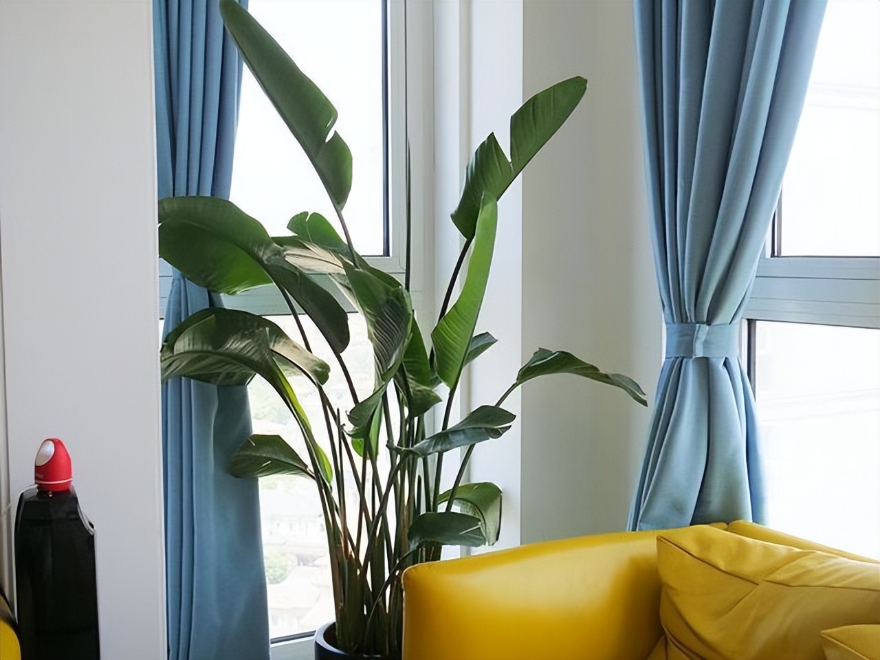 家里养哪种绿植好养且净化空气,除甲醛最好的绿植花