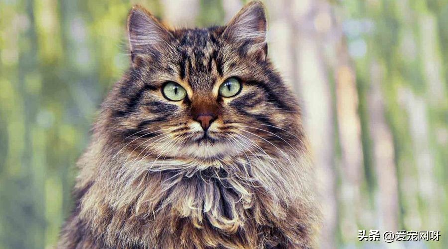 玳瑁猫咪是什么品种,猫咪品种大全及图片