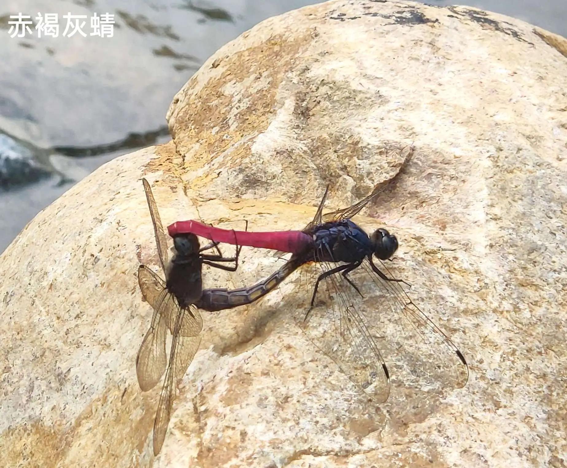 豆娘和蜻蜓是同一种动物吗,蜻蜓豆娘是珍稀动物吗