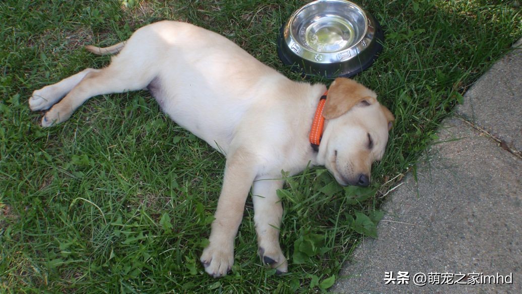 狗狗的这几个动作说明它要咬人,狗狗的动作都是在暗示什么