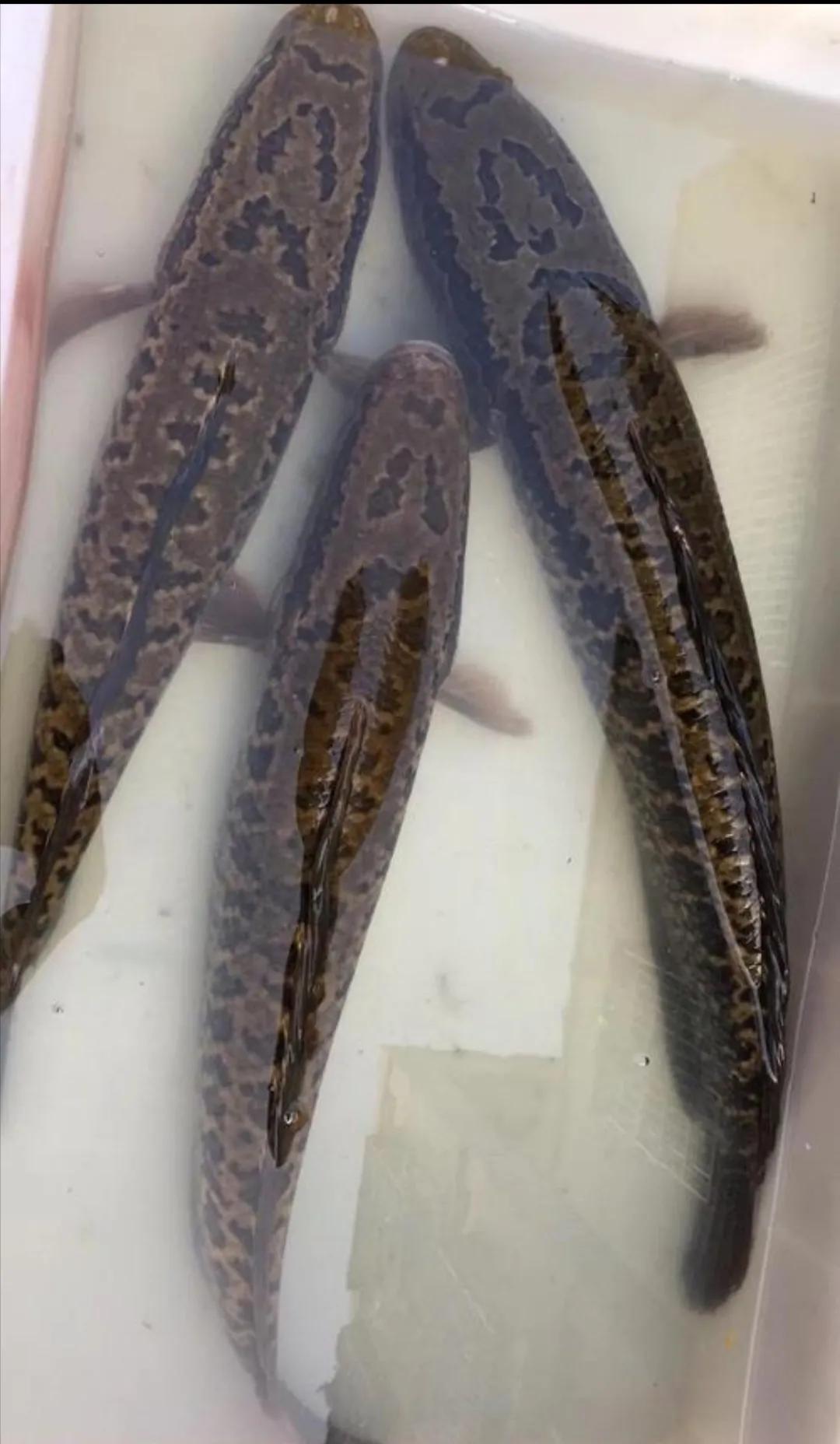 杀鱼很残忍怎么办,一招学会杀各种鱼方法