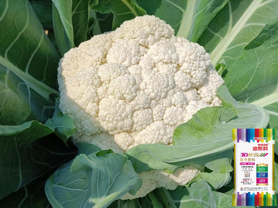 好产品、好服务、好口碑，迪斯科让大家都有好收益