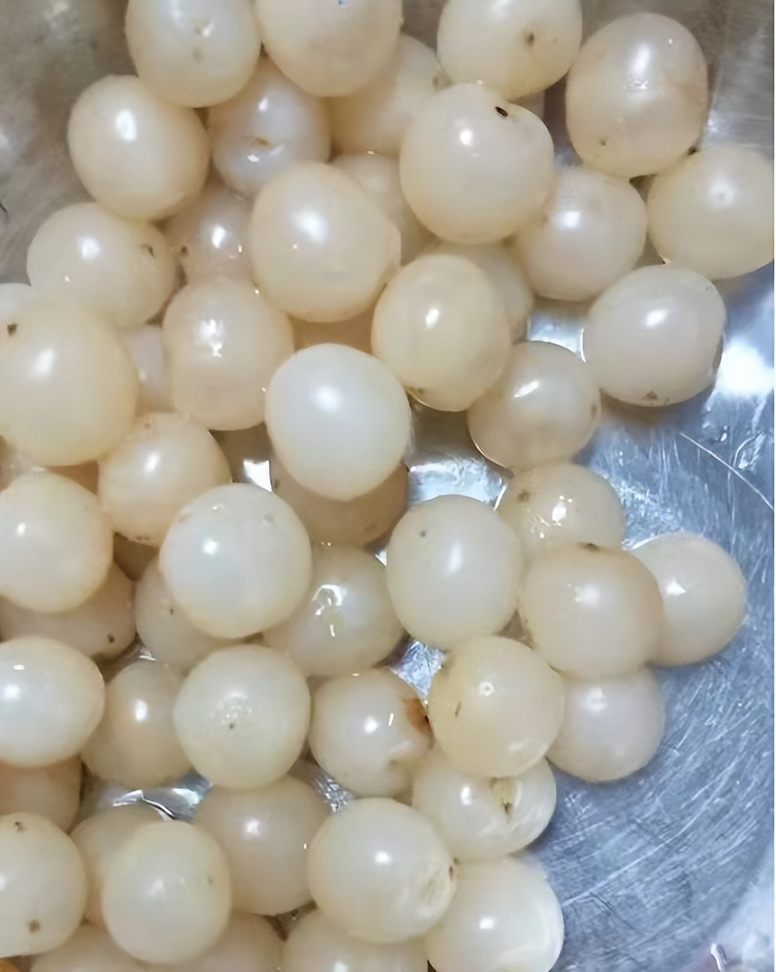 找回老种子,找回遗珠