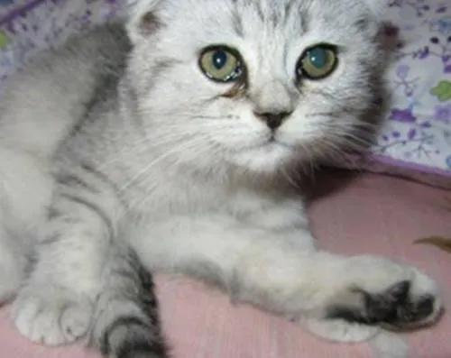 猫咪眼屎怎样才算正常,猫咪的眼屎怎样才是正常的