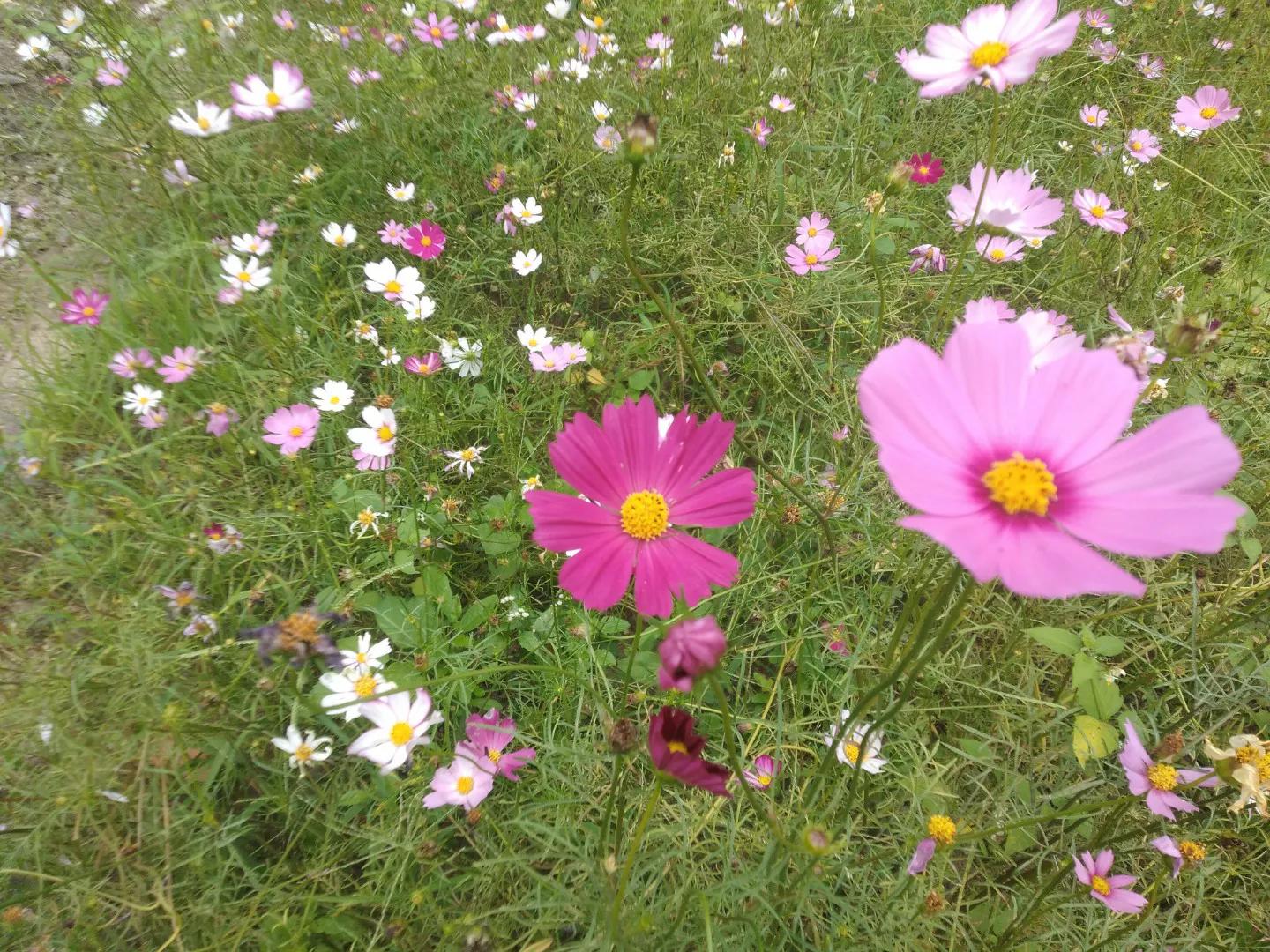 自行车丢了报警找回几率多大,丢了多年的自行车找到了