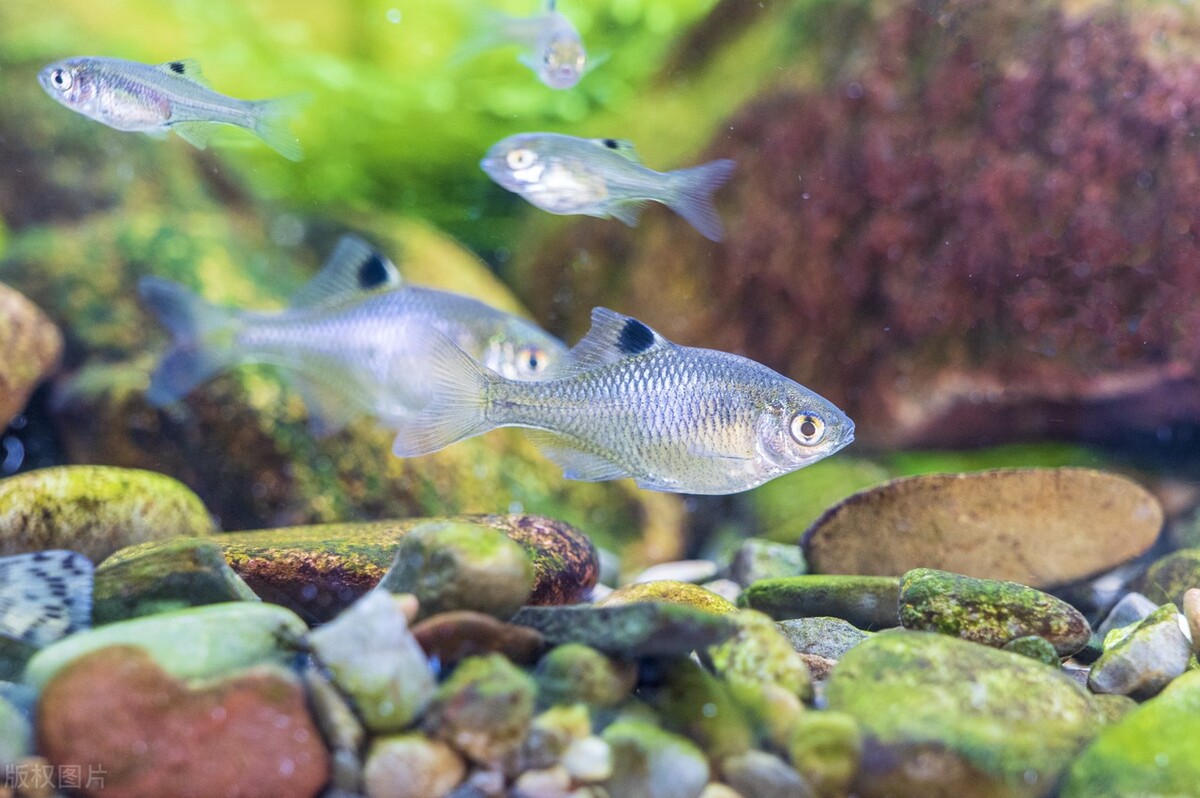 农村常见的“屎光皮”，为何说它是一种“借腹生子”的鱼？