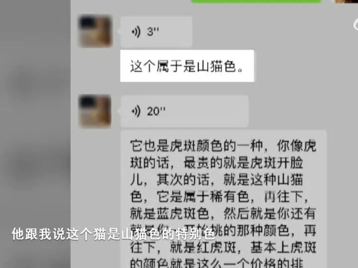 女子花十万元网购,女子花2300元买猫咪