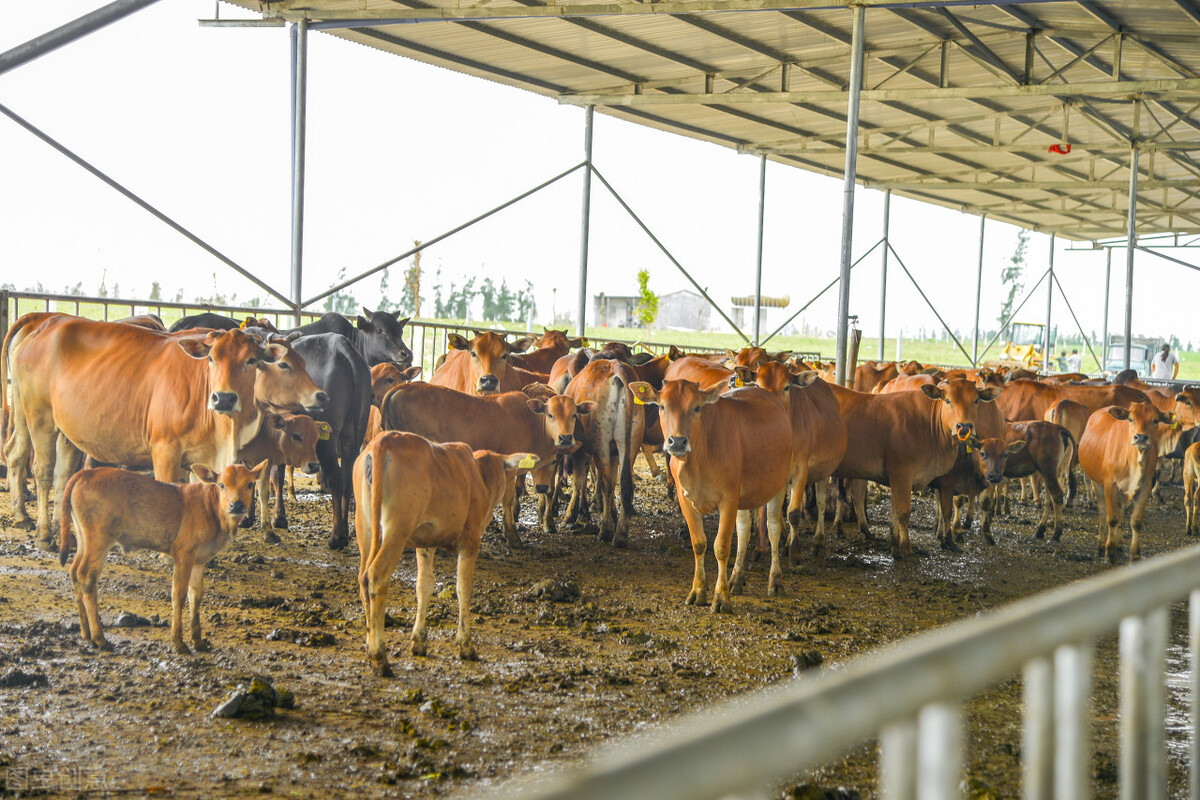 建养殖场土地审批程序,建养殖场到哪里办手续最快