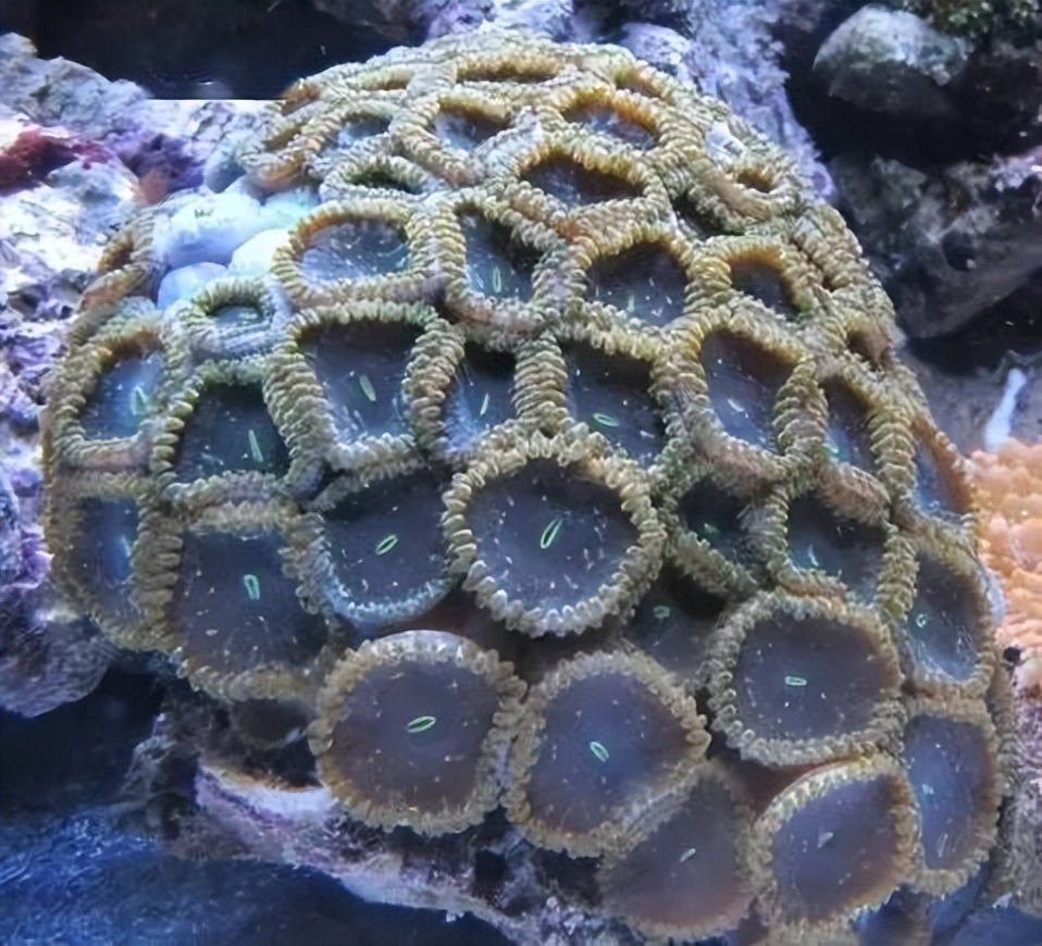 海水珊瑚缸鹦鹉螺,海水缸珊瑚视频大全