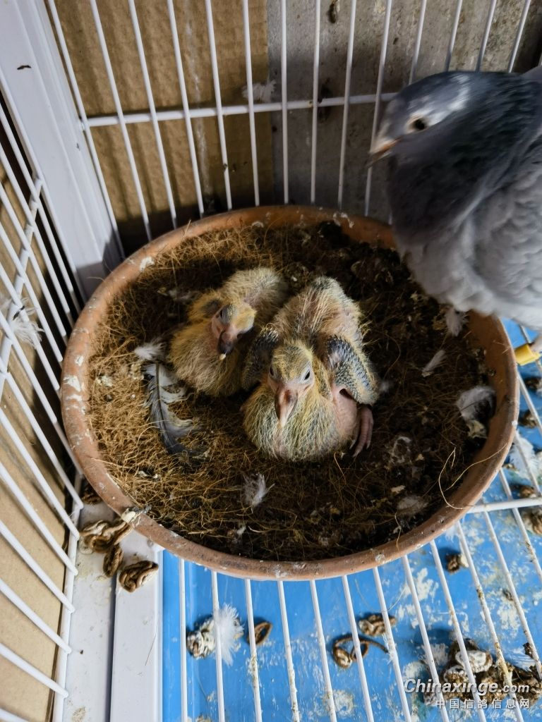 同窝鸽子大小不均怎办,同窝幼鸽体型大的是雌还是雄