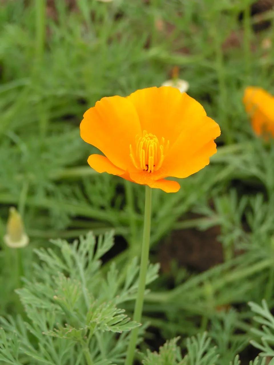 罕见漂亮的鲜花,全球最漂亮的鲜花