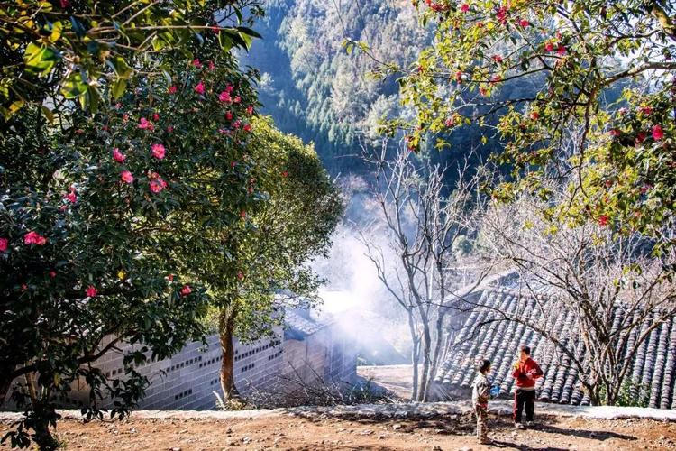 一月山茶花哪个地区最美,赏花山茶花