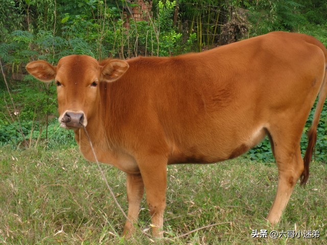 平时吃的牛肚是第几个胃,牛的四个胃的牛肚有区别