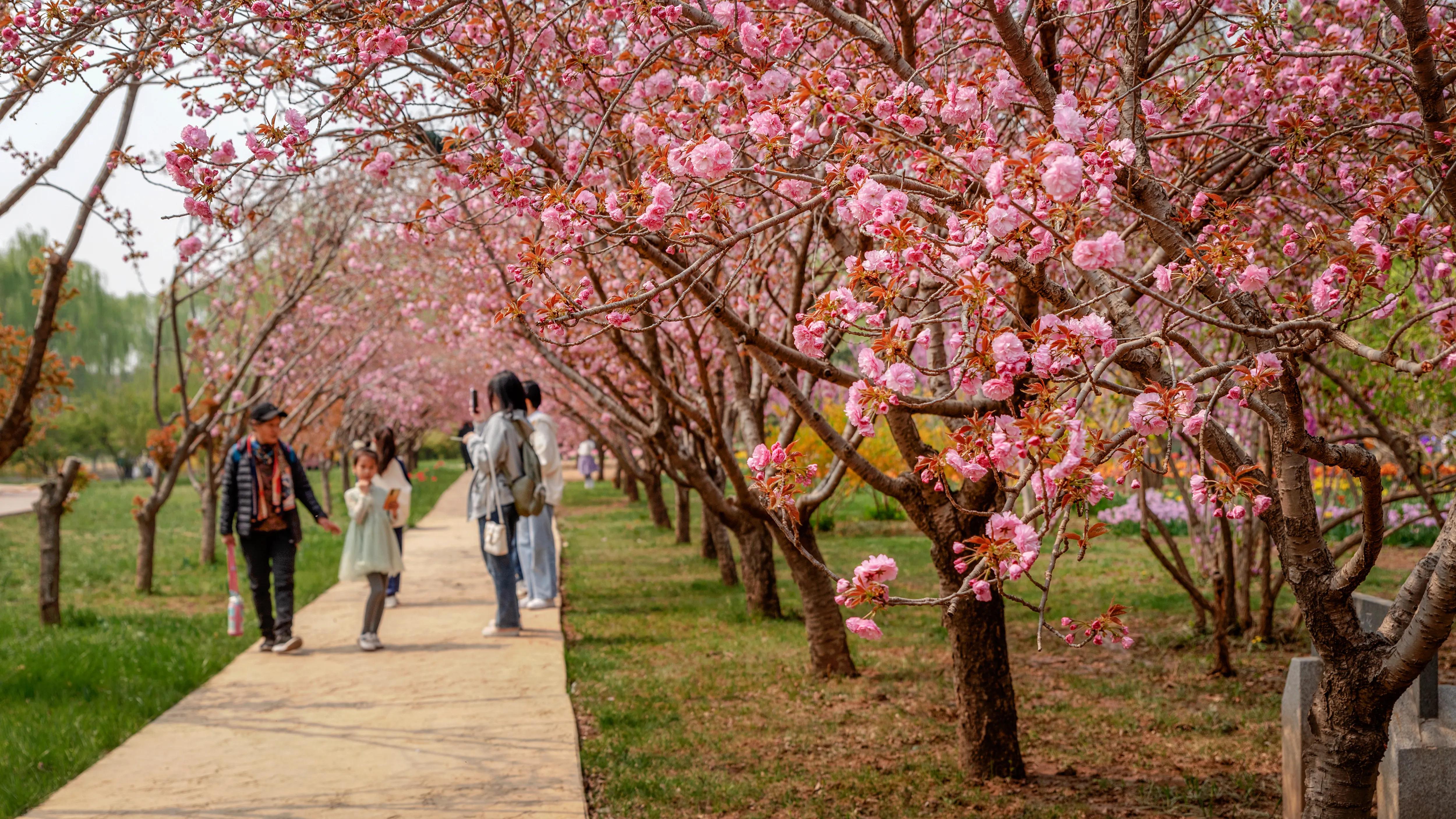 “解锁”郁金香花海！送你一份春色浪漫—石家庄市植物园第十七届郁金香文化节开幕