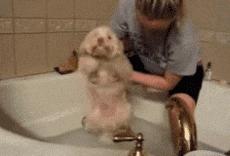 如何培养出一只乖狗狗,粘人猫怎么培养