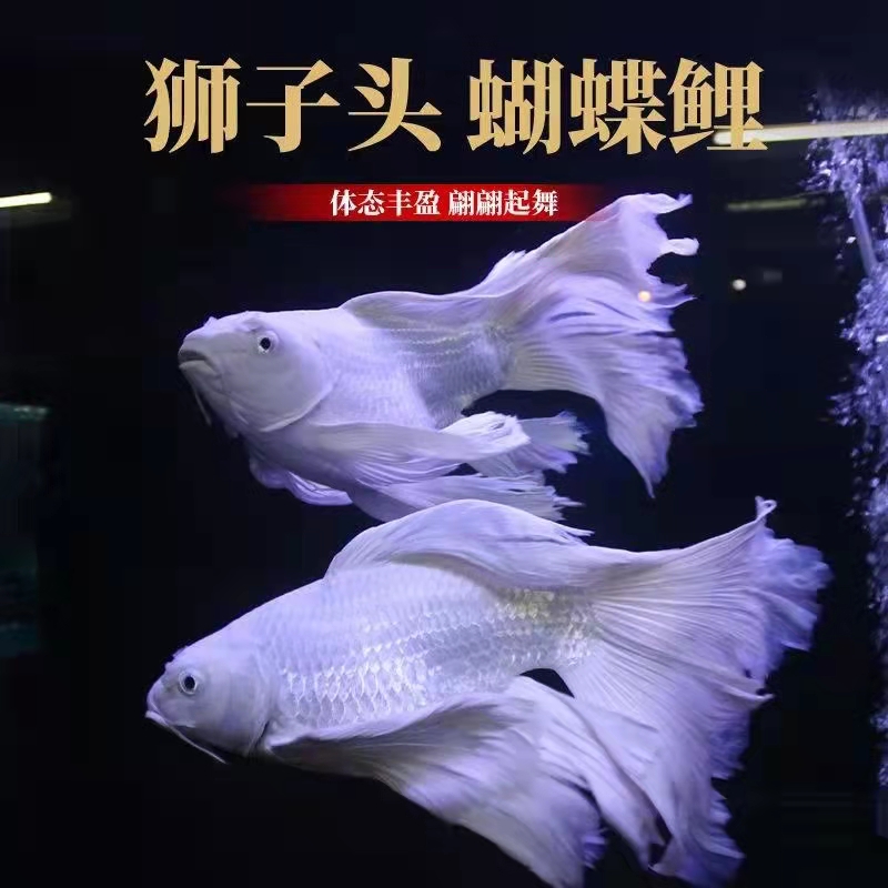 新手养观赏鱼全过程,新手养鱼入门基础教程小观赏鱼