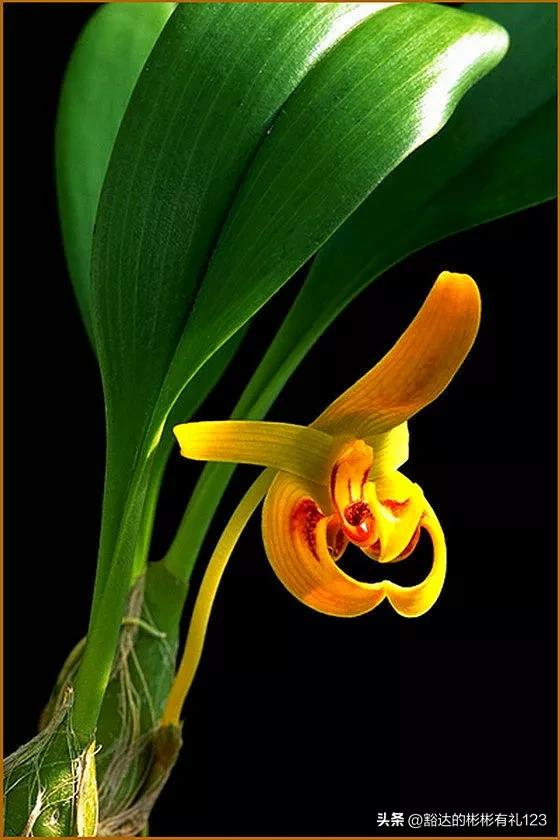 难得一见绝美一清二楚郁金香壁纸,难得一见雪景壁纸