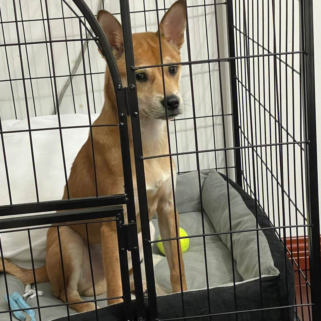 这4种是狗狗常用的“交配方式”，你还不知道吗？